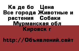 Ка де бо › Цена ­ 25 - Все города Животные и растения » Собаки   . Мурманская обл.,Кировск г.